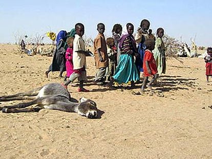 Varios niños observan un burro muerto en un campo de refugiados sudaneses en Chad, en marzo pasado.