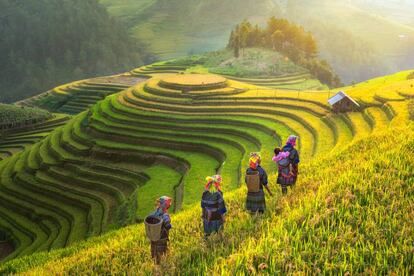 Campos de arroz en Sapa, al norte de Vietnam.