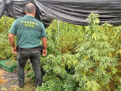 Un agente de la Guardia Civil junto a una plantación de marihuana.

