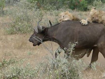 Una manada de búfalos acudió al rescate de un ejemplar acosado por dos leones