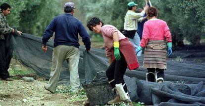 Un grupo de jornaleros recoge aceitunas en un olivar de Ja&eacute;n.