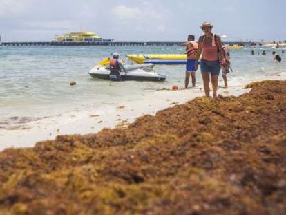 Un manto de algas cubre una parte del arenal de Playa del Carmen (México).