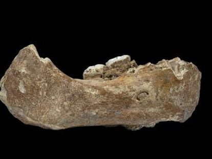 Hallado en China el fósil de un denisovano, la especie que se cruzó con los  Homo sapiens  y les pasó genes que les permitieron vivir a gran altitud
