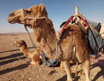 Camellos en el desierto de Negev.