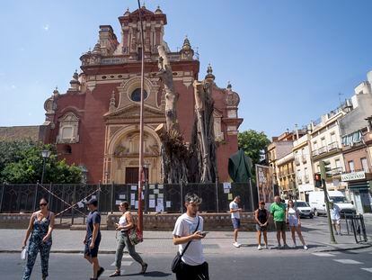 Ficus centenario del barrio de Triana en Sevilla, cubierto de mallas protectoras tras desaparecer el 70% de su estructura al ser mutilado.