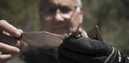 Jordi Serra-Cobo, amb un exemplar de ratpenat de ferradura acabat d'anellar.