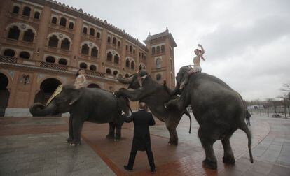 Los elefantes del Gran Circo Mundial act&uacute;an durante su paseo en la explanada anexa a la plaza de Las Ventas.