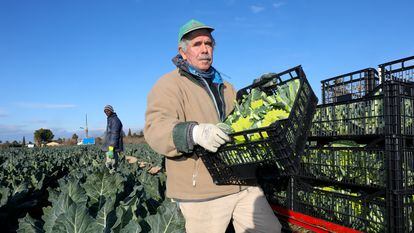 Pedro Valero, agricultor del Campo de Elche, recoge su cosecha de romanesco.