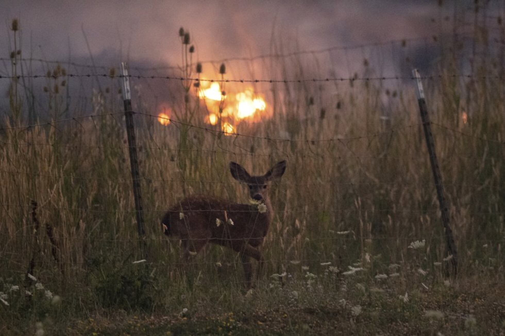 El Incendio Más Grande De La Historia De California, En Imágenes ...