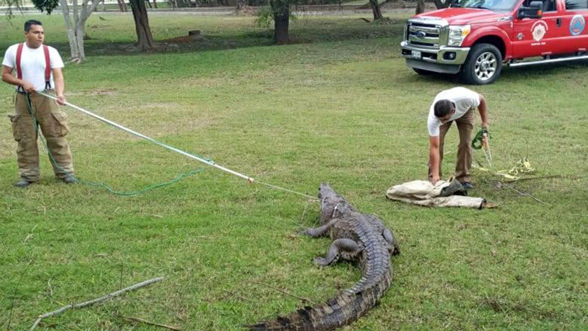 Tamaulipas: Tampico, la difícil relación entre una ciudad y los cocodrilos  salvajes | EL PAÍS México