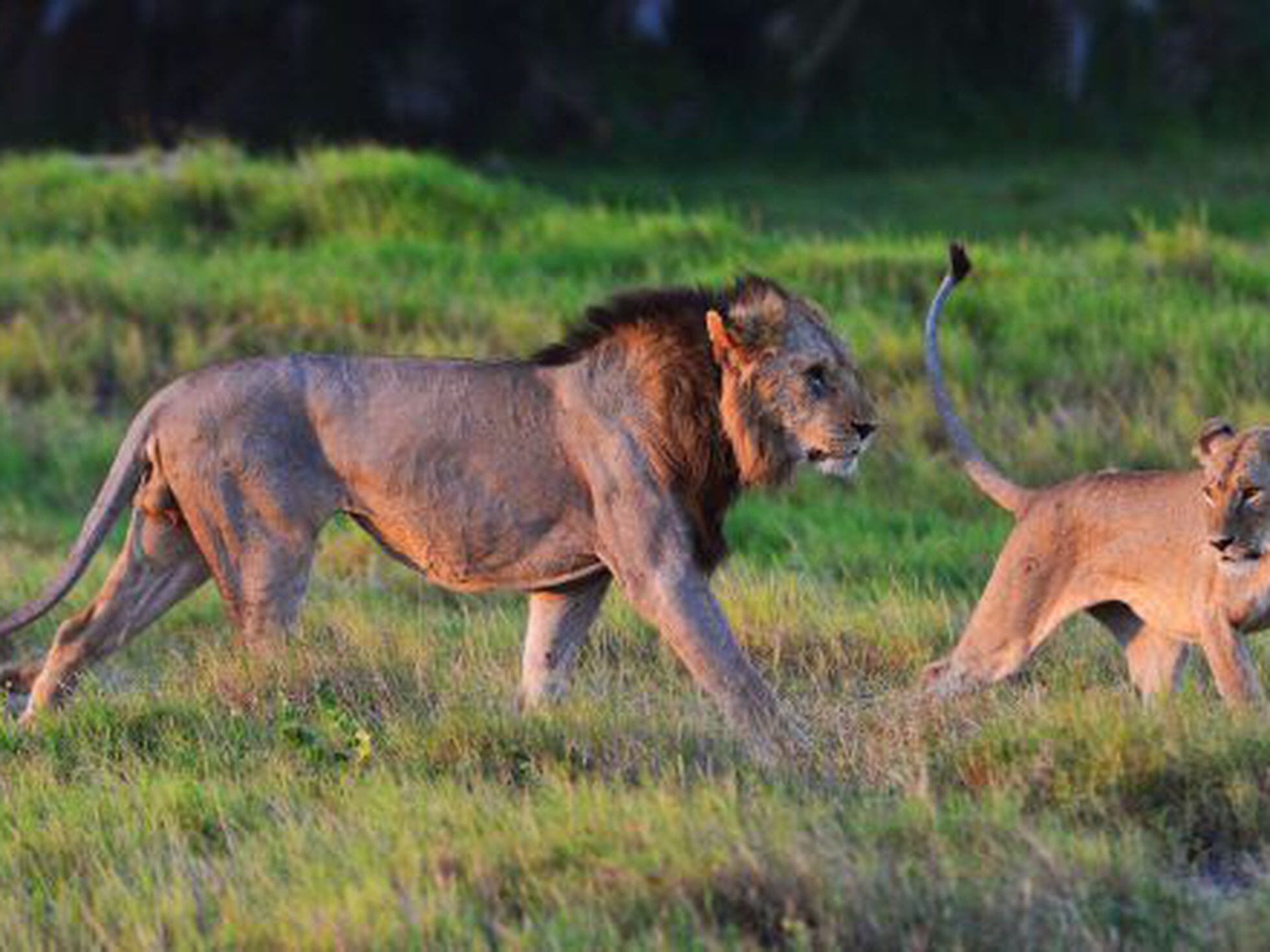 Naturaleza: El peligro de un mundo sin leones en libertad | Opinión | EL  PAÍS