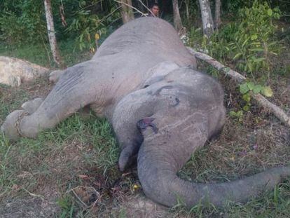 El cad&aacute;ver del elefante Yongki en un paraje de la isla de Sumatra.