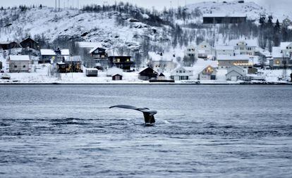 Avistamiento de ballenas junto a la costa, en Tromso (Noruega).