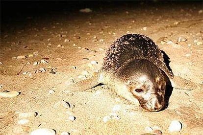 Una cría de foca que fue hallada en  la playa de Torregarcía (Almería) la pasada semana.