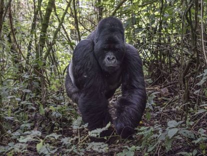 Un espalda plateada de 25 años en el parque nacional Virunga (RDC), donde vive un tercio de los 900 gorilas de montaña que quedan en el mundo.