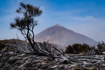Paisaje del Parque Nacional del Teide, en Tenerife, después del incendio que afectó a más de mil hectáreas en agosto.