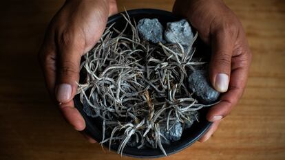 Ejemplar de 'Viridantha minuscula', descubierta en Guanajuato.