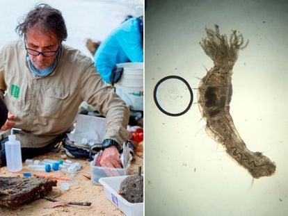 El biólogo Carlos Lasso durante una recolección de fauna y el gusano de agua dulce que fue descubierto en el río Orinoco.