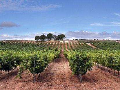 Viñedo de Bodegas Portia en la Ribera del Duero.