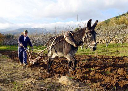 Pese a que no son tan fuertes como la mula, el percherón o el buey, el burro ha arado desde hace siglos, ya casi no se usa, solo en en terrenos pequeños o de difícil acceso.