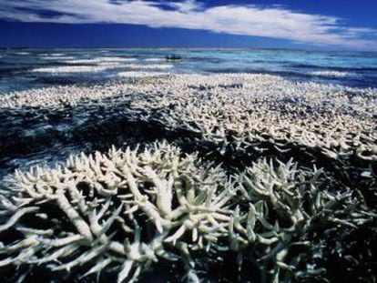 El primer ministro asegura que su gobierno financiará la protección del arrecife si es reelegido en las elecciones que tendrán lugar el 2 de julio