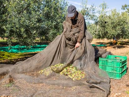 Un agricultor recoge aceitunas en un olivar de Cataluña.