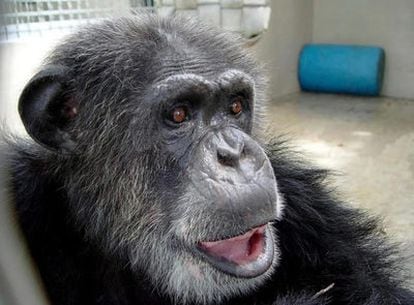 Fotografía cedida sin fechar facilitada por el refugio de animales The Suncoast Primate Sanctuary de Palm Harbor (Florida, EEUU) que muestra a la popular mona 'Chita'