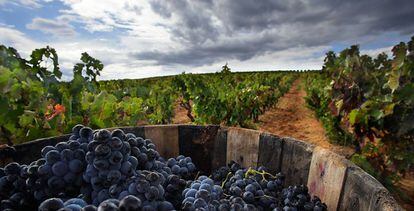 Vendimia en la Ruta del Vino de la Rioja Alta.