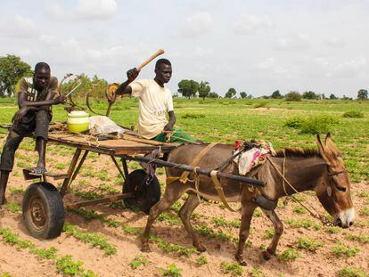 Dos hombres trabajan en el campo con ayuda de un burro en la región de Kaffrine, Senegal.