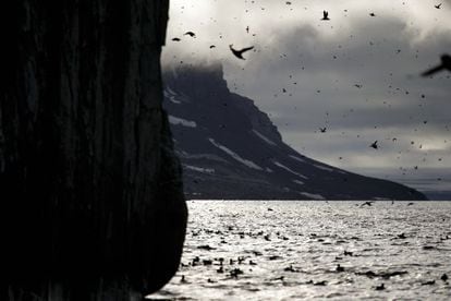 Miles de araos de Brünnich regresan a sus nidos en Svalbard (Noruega)