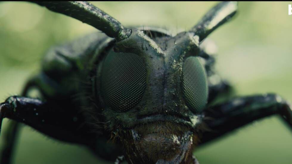 Imagen del Insecto que figura en 'Blade Runner 2049' a partir de la reconstrucción volumétrica realizada por Javier Alba-Tercedor.