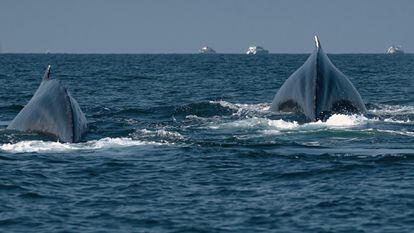 Whales in Mexico