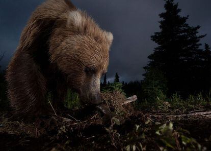 Un gran oso salvaje olisquea un rastro durante una salida de caza en los bosques cercanos al lago Aleknagikde, Alaska. La imagen fue tomada