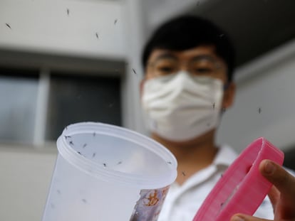 Liberación de mosquitos macho 'wolbachia-aedes aegypti', dentro de una prueba controlada, en una urbanización de viviendas públicas en Singapur, 27 de agosto de 2020.