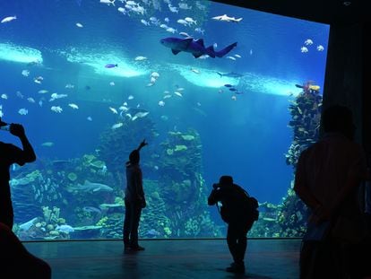 Un grupo de personas observa la pecera oceánica del acuario de Mazatlán