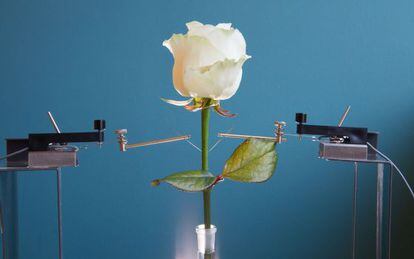 La imagen muestra la rosa convertida en un completo circuito electr&oacute;nico.
