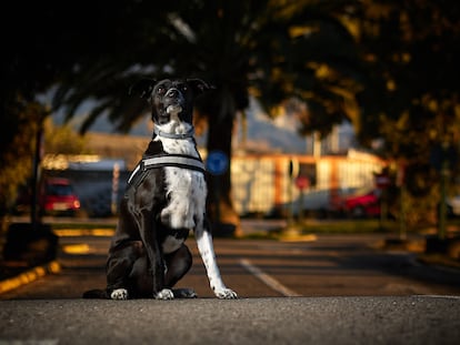 El perro policía 'Hermes', de la unidad canina de la Policía Local de Granada.