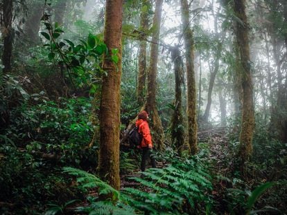 Bosque en Monteverde, Costa Rica.