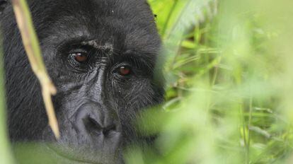 Gorila en el bosque impenetrable de Bwindi.