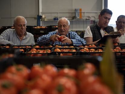 Unos hombres examinaban tomates el 25 de mayo en la alhóndiga de Mazarrón (Murcia).