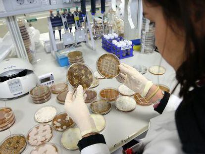 Cultivos de bacterias de una empresa del campus tecnol&oacute;gico de Granada.