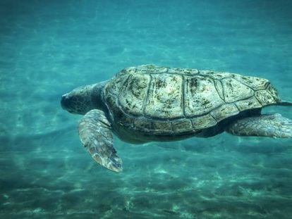 Una de las tortugas boba de L'Oceanogràfic de Valencia en septiembre de 2019.