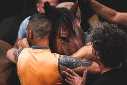 Rapa tradicional de caballos en Sabucedo (Pontevedra) a finales de agosto.