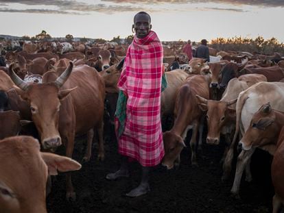 Un hombre masai vigila su ganado el 22 de diciembre de 2020 en el área de conservación Mara North, en Kenia.