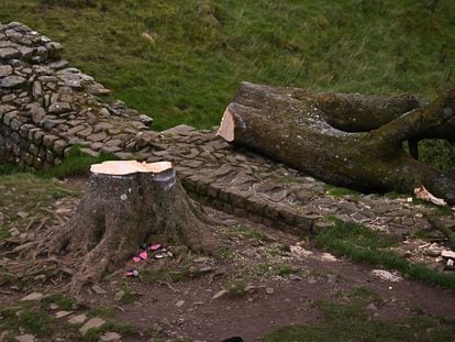 El arce sicomoro talado el pasado 28 de septiembre en el norte de Inglaterra.