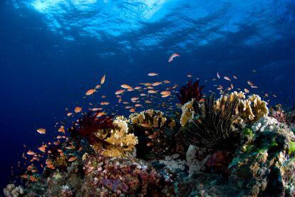 Arrecife en los fondos de Okinawa