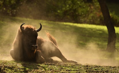 Los animales viven en la finca de El Encinarejo, por lo que el acceso está restringido.