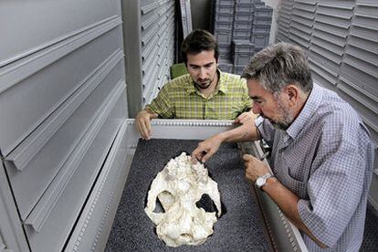 Los paleontólogos Jorge Morales y Juan Abella muestran el cráneo de un rinoceronte de hace más de 13 millones de años recién descubierto.