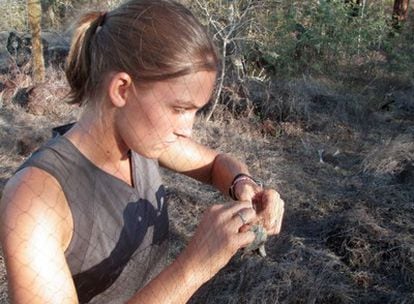 Una bióloga de la universidad de Utah captura un pinzón mediante una red en las Islas Galápagos