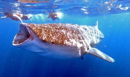 La gente nada junto a un tiburón ballena (Rhincodon typus) el 11 de junio de 2019 en Isla Holbox, estado de Quintana Roo, México.  - El enorme pez, que se encuentra en peligro de extinción, visita cada año el Caribe mexicano y es la esperanza de los habitantes de la isla, que anhelan el regreso de los turistas, ahuyentados por la pandemia del COVID-19.  Foto de EDIER ROSADO CHERREZ (AFP/GETTY IMAGES)